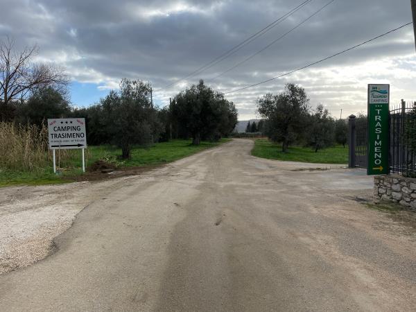 Section pavée de la piste cyclable à l'entrée du Camping Trasimeno, entourée d'oliviers.